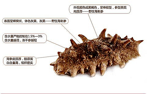 煙臺(tái)海參批發(fā)告訴你，這幾種海參要不得